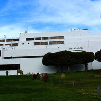 ホテル敷地にリャマが居ます。