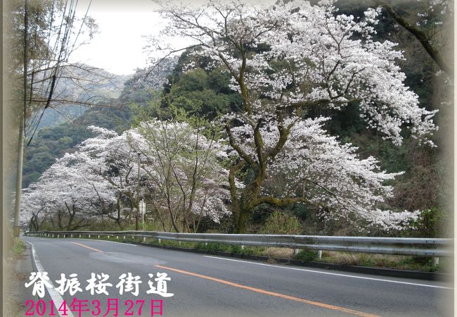 桜街道は確かに綺麗です。
