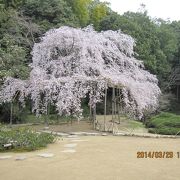 池のそばで優雅に咲いていました