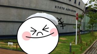 ウミガメかわいい～