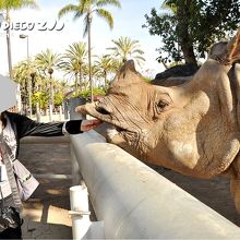 サイに餌やり　パーク内カメラマン撮影