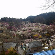 カラフルな梅の花