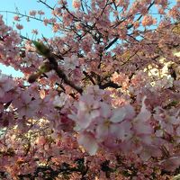 施設内の桜が綺麗でした