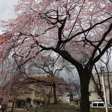 東側入口鳥居横のベニシダレ