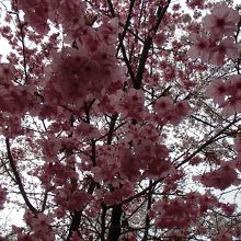 「陽光」という品種の桜