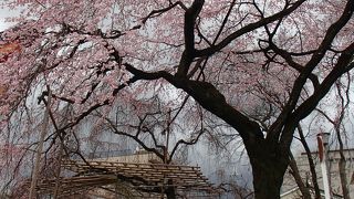 再訪！「平野神社」