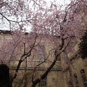 中庭の枝垂れ桜はレトロな建物とマッチして美しい！