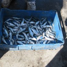 獲れたてのイワシ