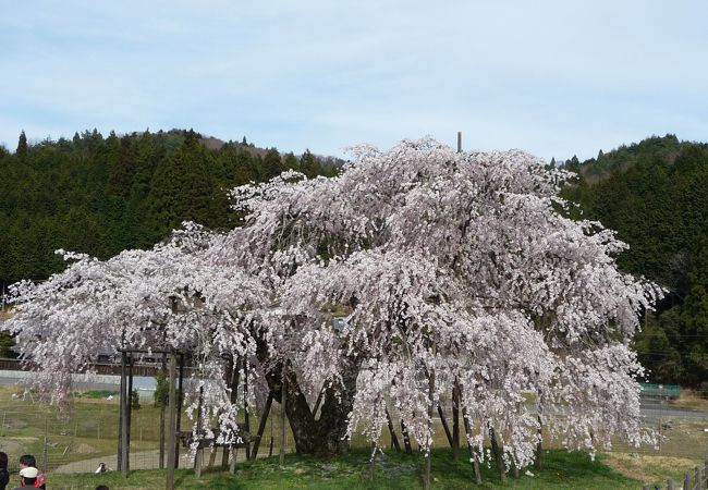 樹齢400年の見事な花のしだれ桜、多くの人がこの一本桜を観に来る