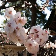 3月は梅の花が見事