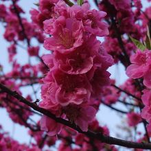 赤いのも咲いてるのもありました。