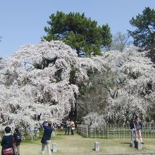 2013/3/30の天気のいい時はこんな感じです。