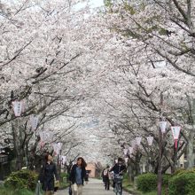 旧武家屋敷の桜のトンネル