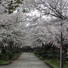 旧武家屋敷の桜のトンネル