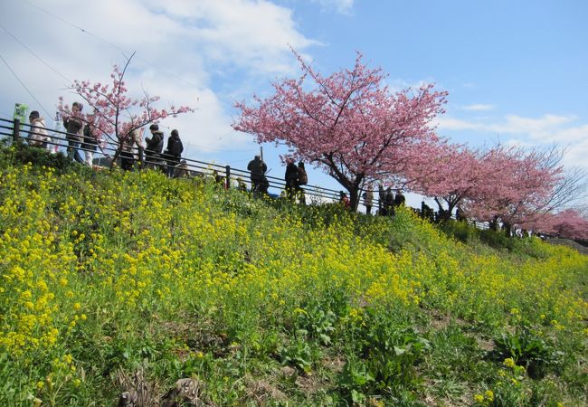 桜と菜の花