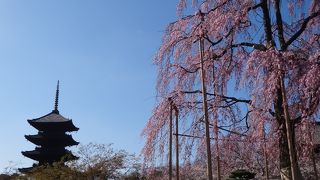 不二桜が見事でした！
