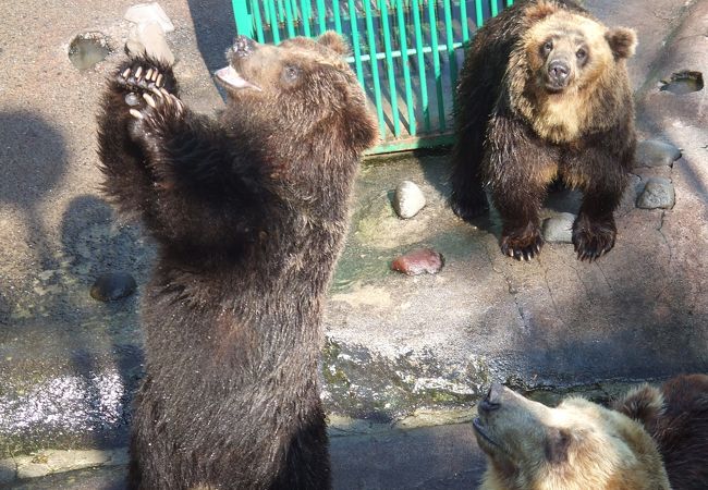 のぼりべつクマ牧場 クチコミ アクセス 営業時間 登別 フォートラベル