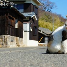 島内のねこ（本浦地区）