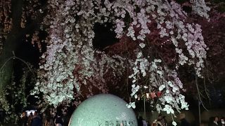 夜桜見物も人がいっぱい！賑わってます。