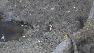 かには増えているような気もしますがみなみとびはぜが減っているような