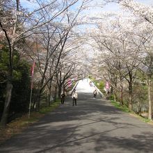 桜の園の入り口通路です。