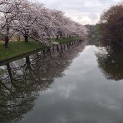 水面に映る桜が美しい