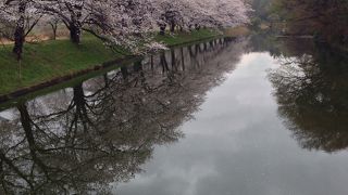 水面に映る桜が美しい
