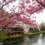 池×丘×桜♪
