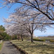 隠れた桜の名所