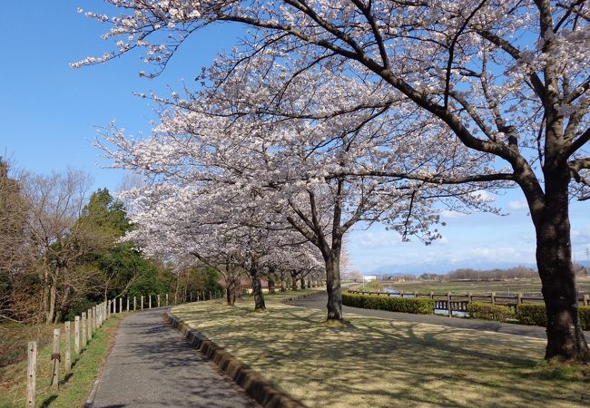 隠れた桜の名所