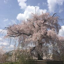 丸山公園の桜です