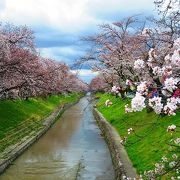 高田　千本桜