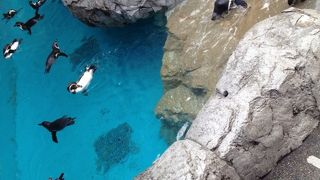 長崎ペンギン水族館  長崎