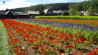 ラベンダーでなくても綺麗☆
