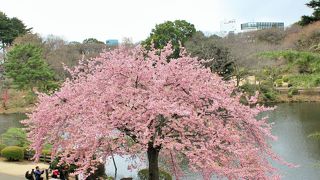 早咲き桜でお花見