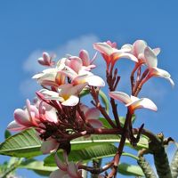 ニッコー敷地内に咲くプルメリア