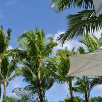 ヤシの木の近くにハンモックあり