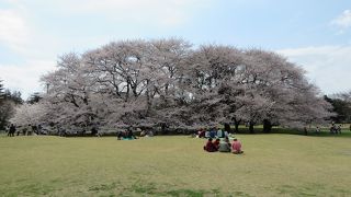 公園の桜が満開見ごろです