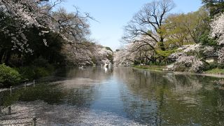 満開のサクラがきれいでした