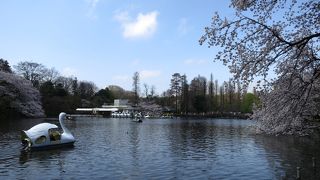 人気のお花見スポット