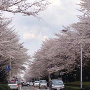市内有数の桜の名所