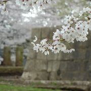 のんびりお花見