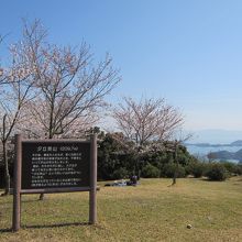 桜の季節