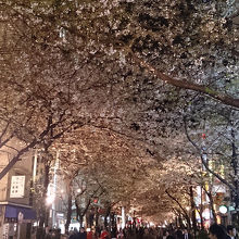 東京駅方面から見た夜桜。