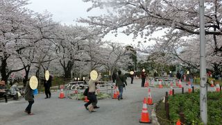 広い公園は桜でいっぱい。