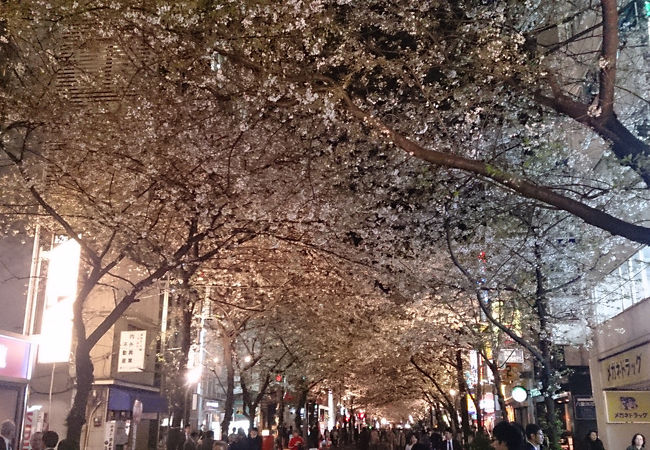 東京駅方面から見た夜桜。