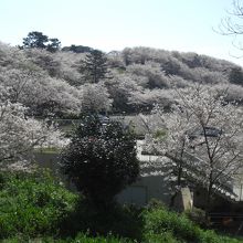 中腹の駐車場近くから左側のアスレチックがある山を眺める。