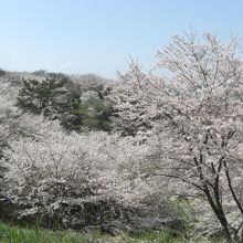 左手上の方に１００年への森があります。