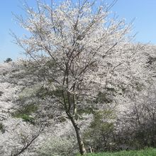 １００年への森から見たアスレチック方面「