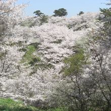 １００年への森から見たアスレチック方面。ピンクの桜だらけ。